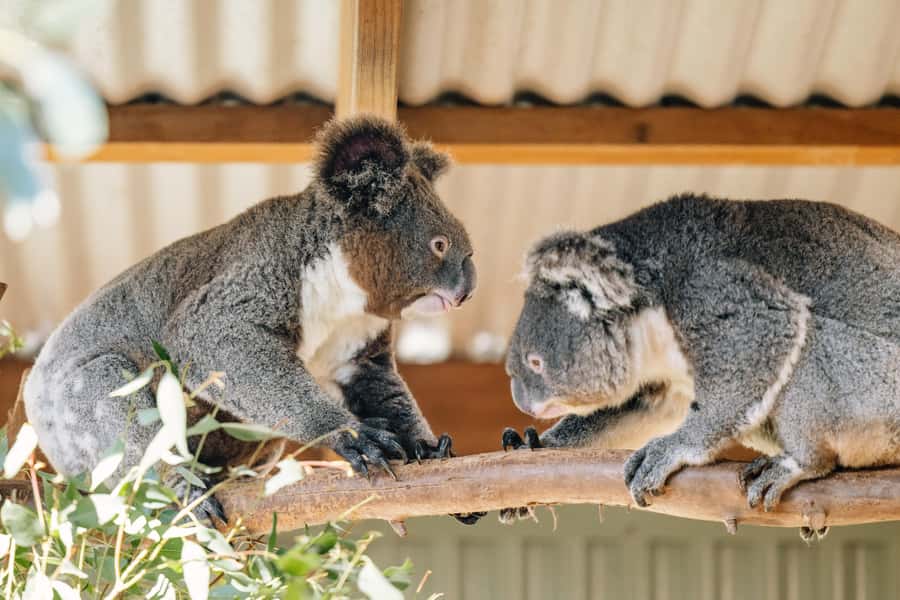Sydney: Small Group Blue Mountains, Wildlife & Waterfalls - Scenic stops beyond the standard postcard