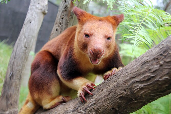 Sydney Taronga Zoo's Aussie Backyard Adventure Tour - Price and value at $75.31