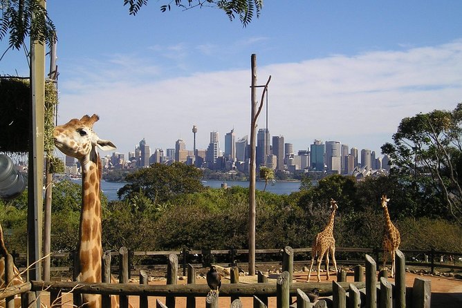 Sydney Taronga Zoo's Aussie Backyard Adventure Tour - Timing, heat and group pace