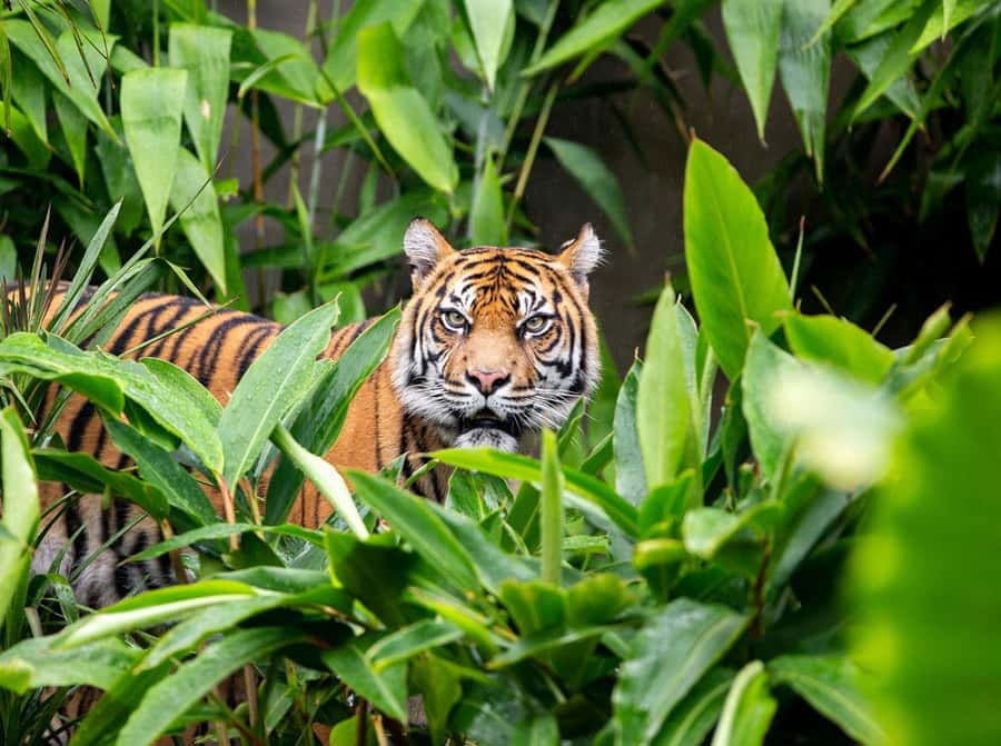 Sydney: Taronga Zoo Ticket with Return Ferry - Key points to know before you go