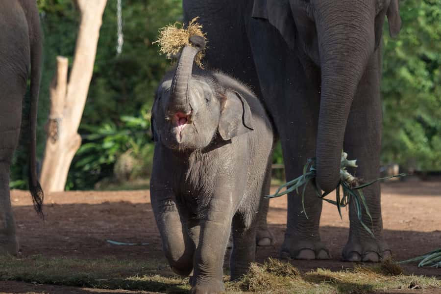Sydney: Taronga Zoo Ticket with Return Ferry - Why the ferry ride is more than a transfer