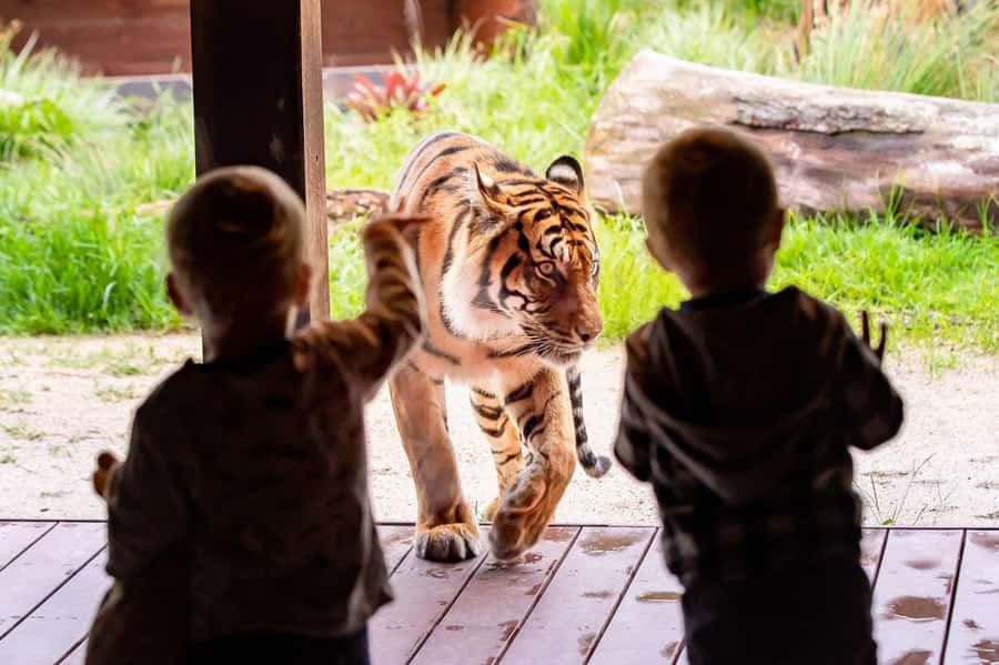 Sydney: Taronga Zoo Ticket with Return Ferry - Australian animals and rare species