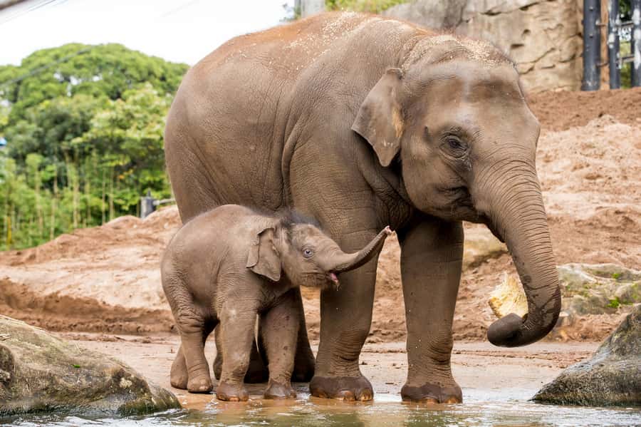 Sydney: Taronga Zoo Ticket with Return Ferry - Food, breaks, and the practical cost of the day
