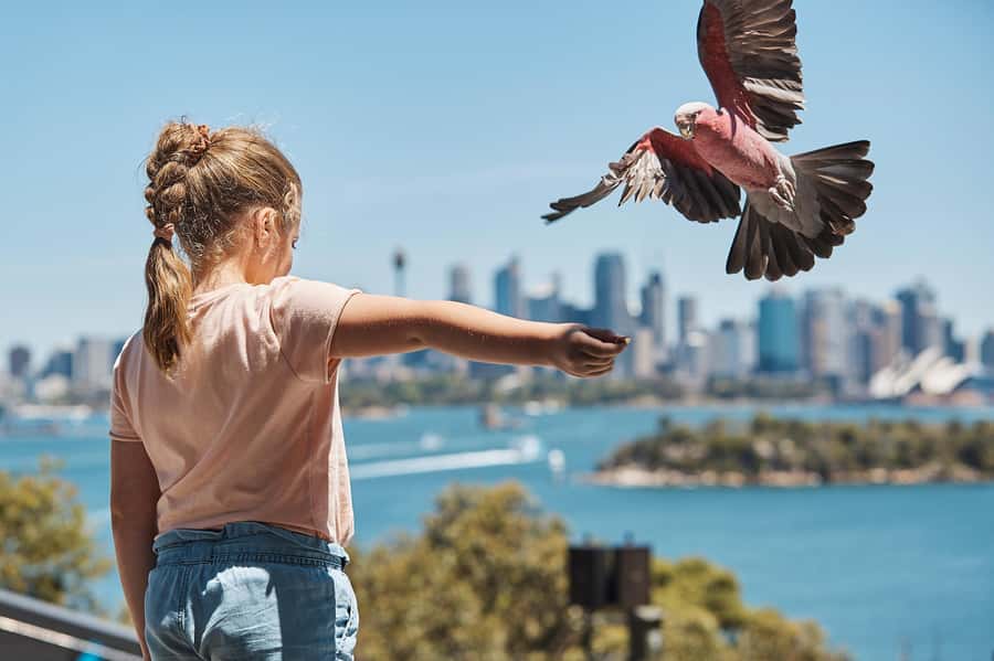 Sydney: Taronga Zoo Ticket with Return Ferry - Booking, cancellation, and final advice