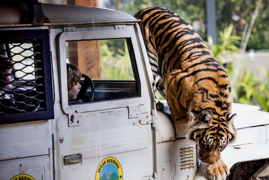 Sydney: Taronga Zoo Ticket with Return Ferry - Entering Taronga Zoo and planning your route