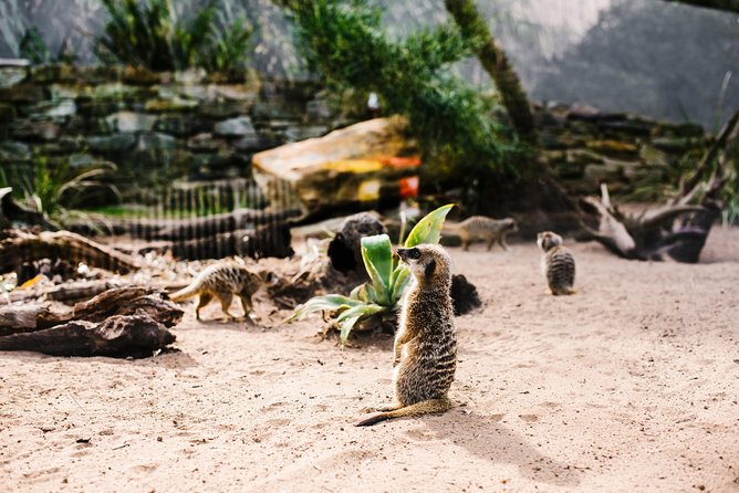 Sydney Taronga Zoo Wild Australia Experience - Why this Taronga experience feels different from a normal zoo visit