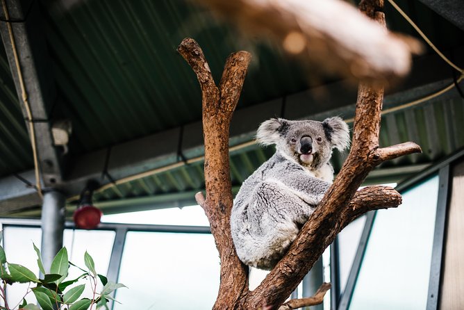 Sydney Taronga Zoo Wild Australia Experience - A rare look inside the Australian Nocturnal House
