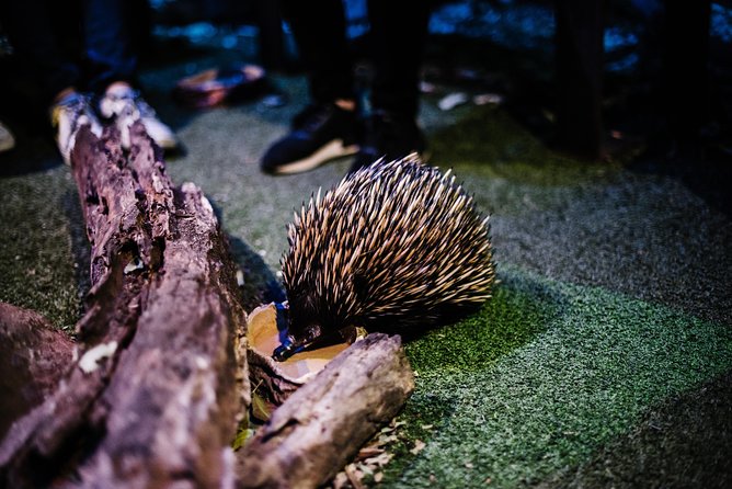 Sydney Taronga Zoo Wild Australia Experience - Meeting your keeper and entering Wild Australia