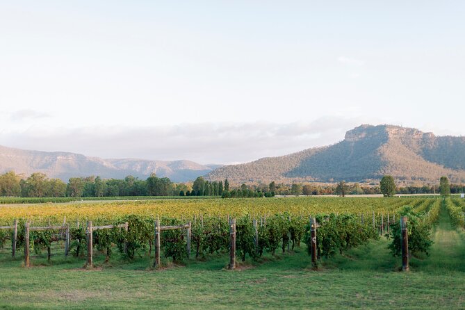 Sydney to Hunter Valley Wine Tour | Gin, Lunch, Chocolatier Visit - Tinonee Vineyard Estate at noon