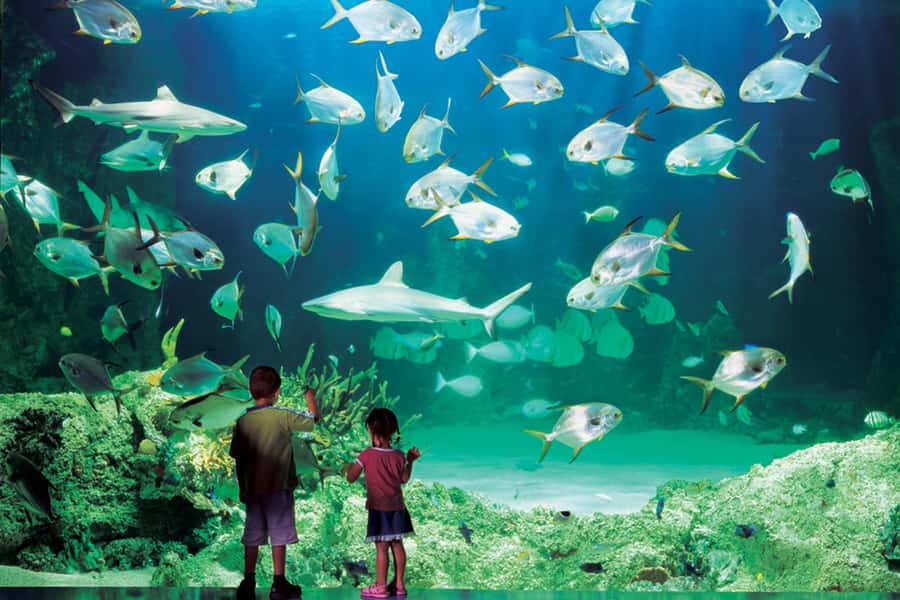 Sydney: Ultimate City Pass for 4 Attractions with Skywalk - WILD LIFE Sydney Zoo and Australian animals