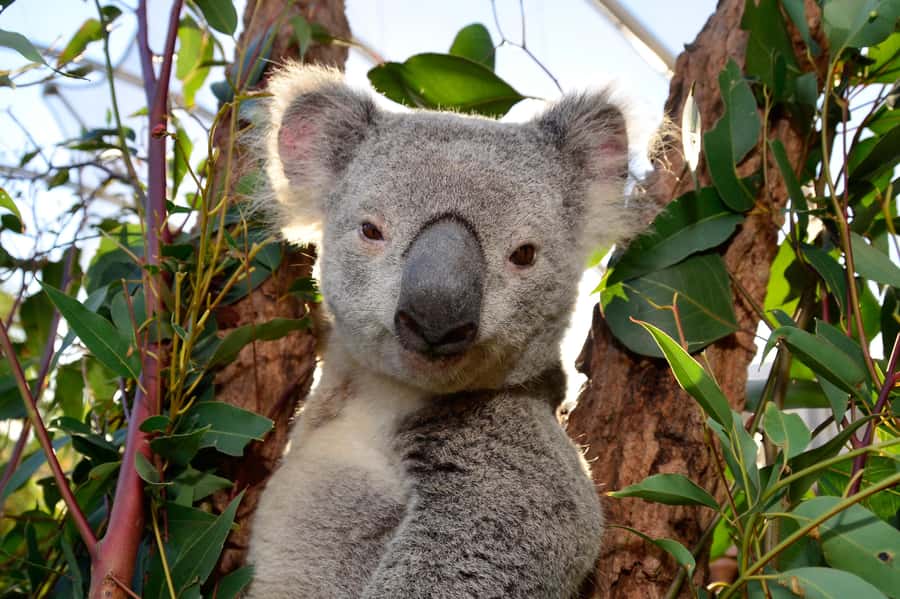 Sydney: Ultimate City Pass for 4 Attractions with Skywalk - How to plan your 60 days