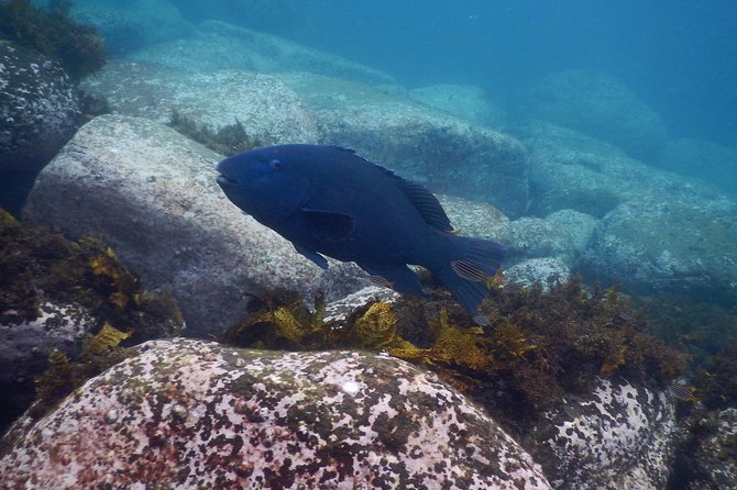 sydney underwater scooter tours - About 90 minutes of guided underwater viewing