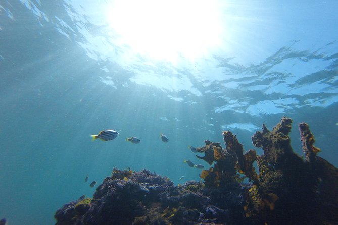 sydney underwater scooter tours - Planning your morning in Clovelly