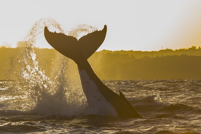 Sydney: Whale Watching Adventure Cruise - What the catamaran feels like in rough water