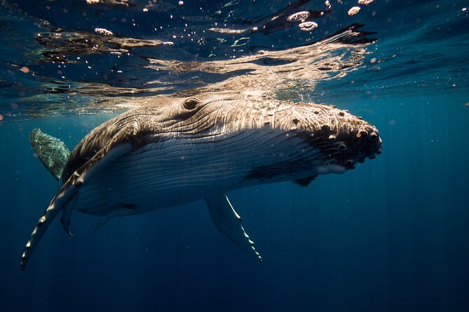 Sydney Whale Watching Adventure Cruise - Booking details that can save you trouble