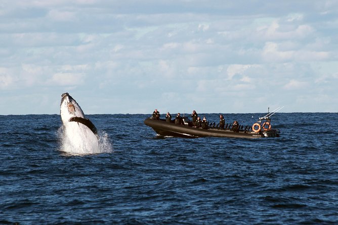 Sydney Whale-Watching by Speed Boat - Key points to know before booking