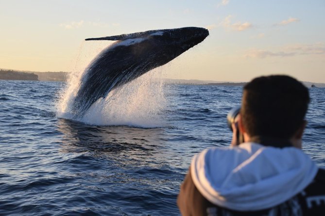 Sydney Whale-Watching by Speed Boat - From Campbell’s Cove to the open sea