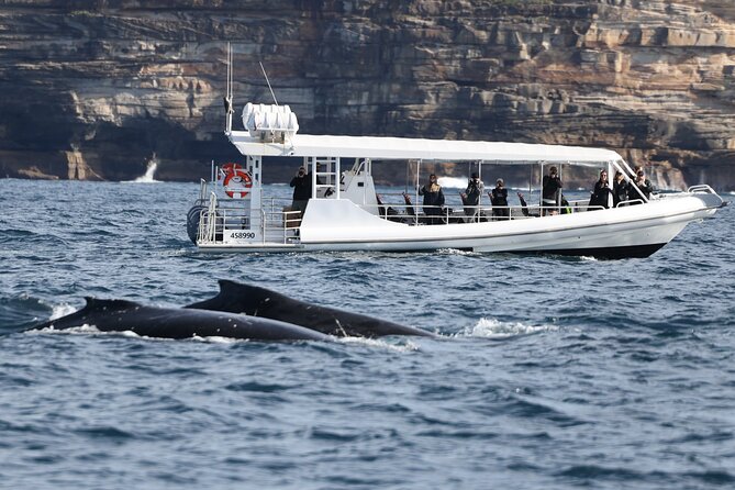 Sydney Whale-Watching by Speed Boat - What the main stops really add