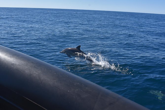 Sydney Whale-Watching by Speed Boat - Is two hours long enough?