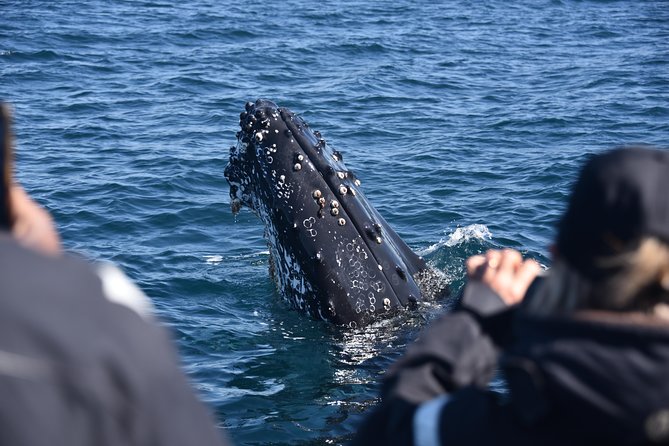 Sydney Whale-Watching by Speed Boat - Price, timing, and overall value