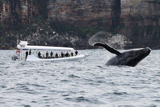 Sydney Whale-Watching by Speed Boat - Who should take this boat?