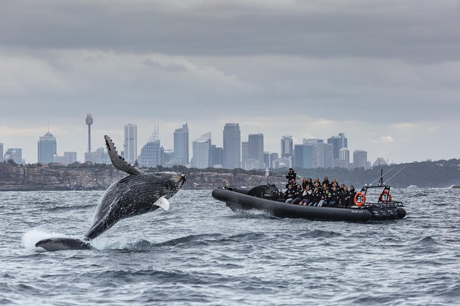 Sydney Whale-Watching by Speed Boat - The speedboat ride is part of the value