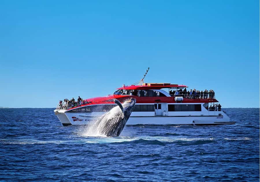 Sydney: Whale Watching Cruise and Taronga Zoo Package - A Sydney Day Built Around the Pacific Whale Migration