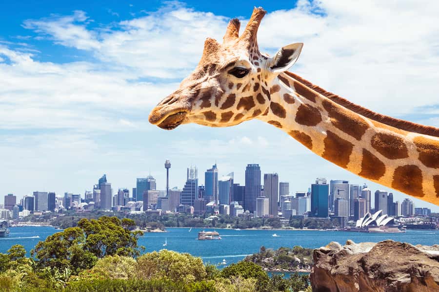 Sydney: Whale Watching Cruise and Taronga Zoo Package - Leaving Circular Quay for Open Water