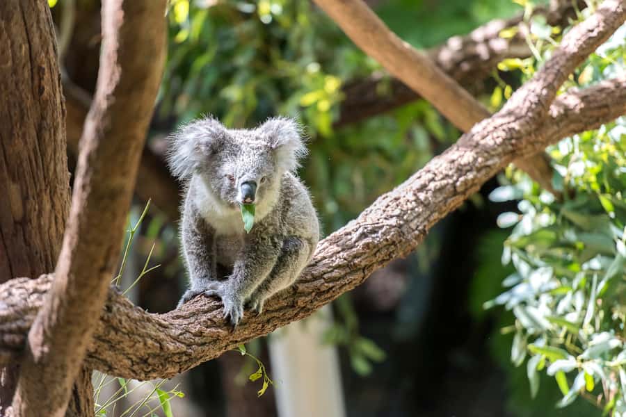 Sydney: Whale Watching Cruise and Taronga Zoo Package - Sea Conditions, Clothing, and Seasickness