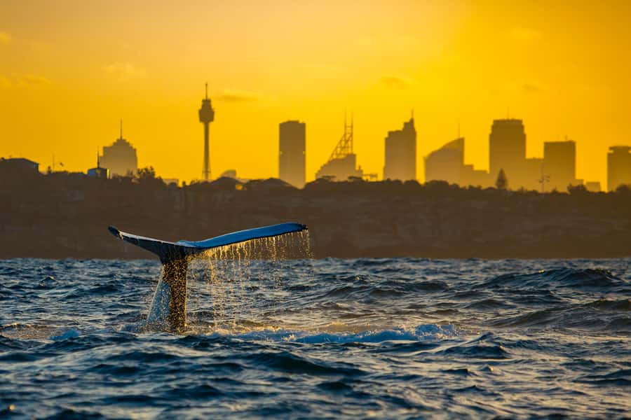 Sydney: Whale Watching Cruise and Taronga Zoo Package - The Whale Sighting Guarantee, Read Carefully