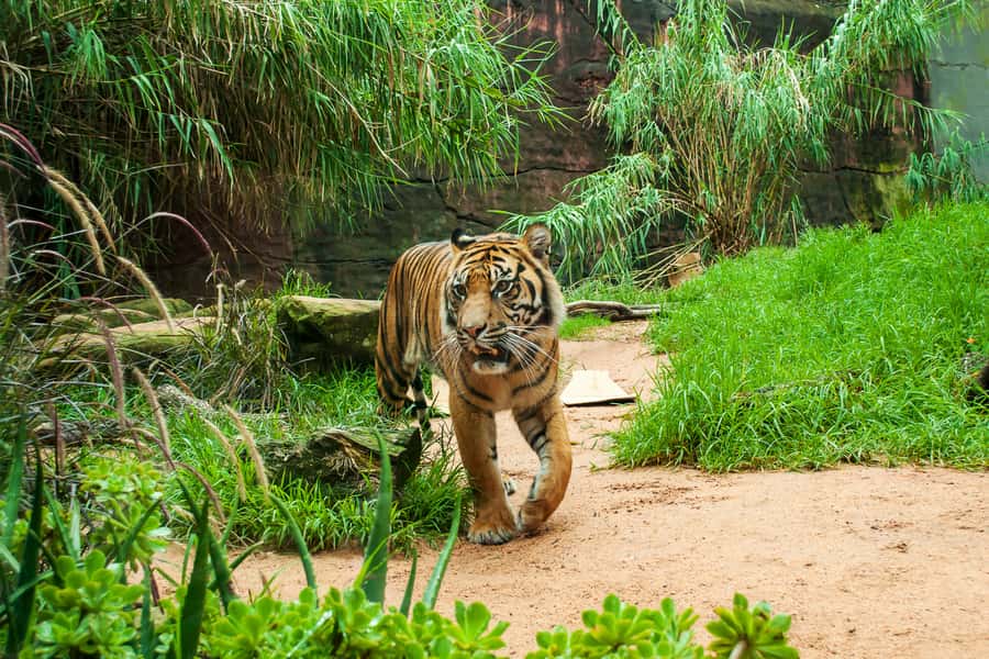 Sydney: Whale Watching Cruise and Taronga Zoo Package - Is $95 Good Value?