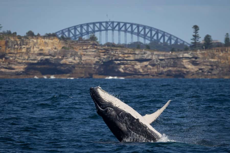Sydney: Whale Watching Cruise and Taronga Zoo Package - What a 2.5-Hour Whale Cruise Really Means