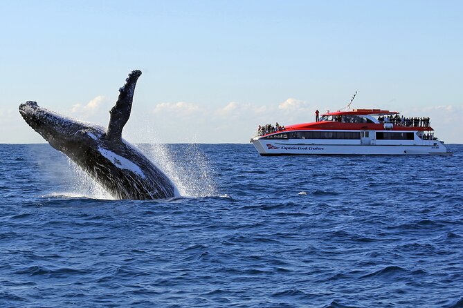 Sydney Whale Watching Cruise from Circular Quay - Key points to know before you book