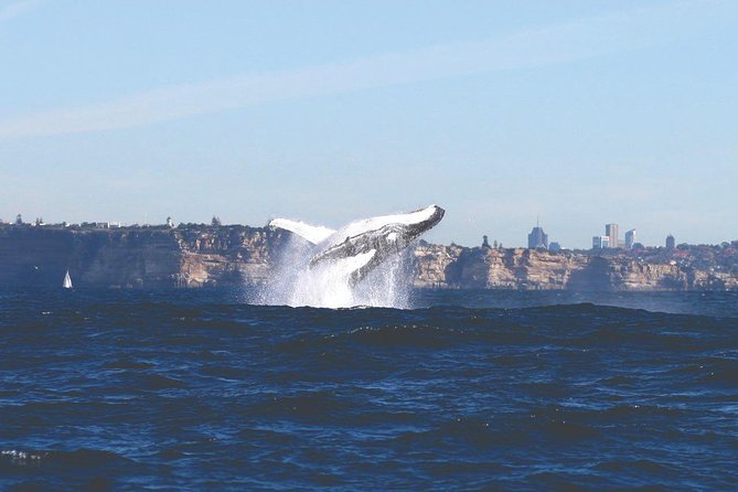 Sydney Whale Watching Cruise from Circular Quay - Leaving Circular Quay beside the Opera House