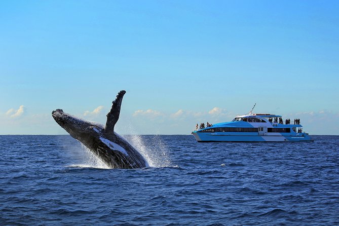 Sydney Whale Watching Cruise from Circular Quay - Commentary from Gina, Kia, and the crew