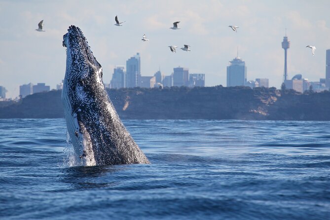 Sydney Whale Watching Cruise from Circular Quay - How to plan your day around the cruise