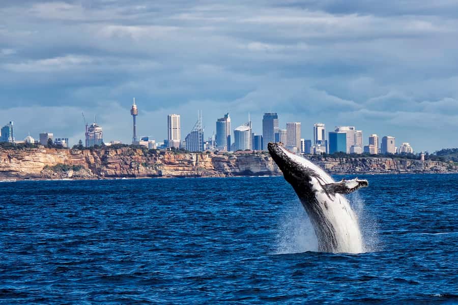 Sydney Whale Watching Cruise with Breakfast or Lunch - Key points to know before booking