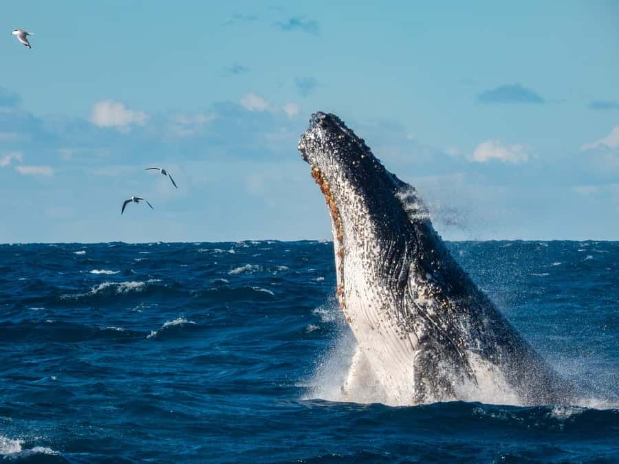 Sydney Whale Watching Cruise with Breakfast or Lunch - From Circular Quay to Sydney Heads