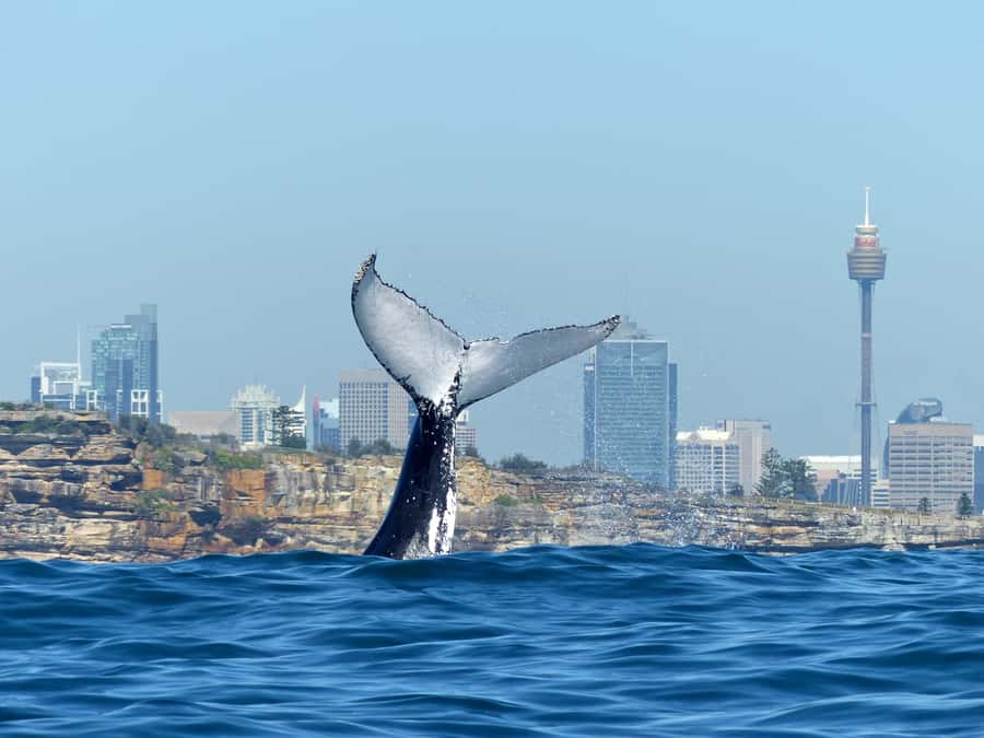 Sydney Whale Watching Cruise with Breakfast or Lunch - Out beyond the Heads, where the real search begins