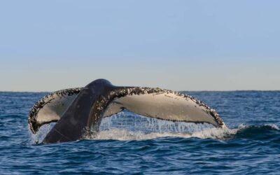 Sydney Whale Watching Cruise with Breakfast or Lunch