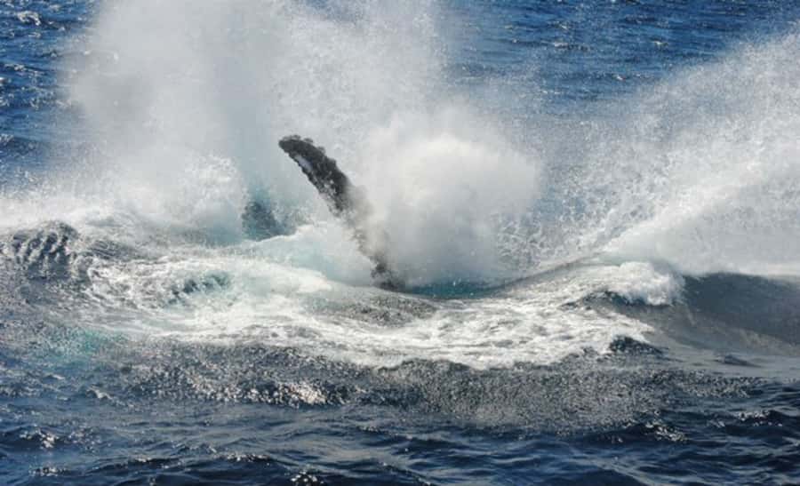 Sydney Whale Watching Cruise with Breakfast or Lunch - What you may actually see