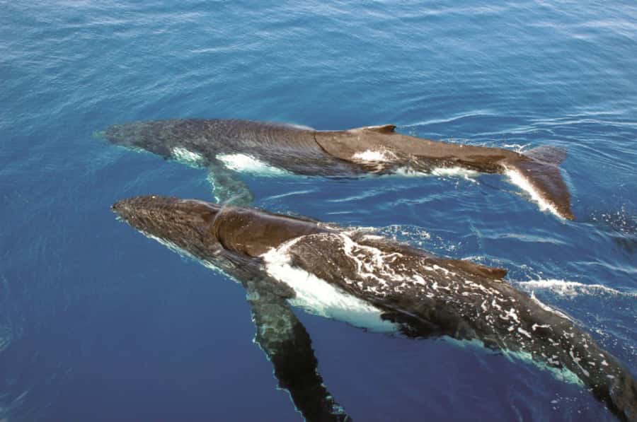 Sydney Whale Watching Cruise with Breakfast or Lunch - Commentary that adds value between sightings