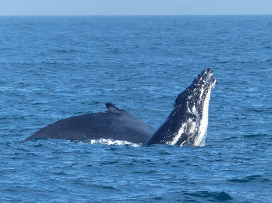 Sydney Whale Watching Cruise with Breakfast or Lunch - Space, comfort, and the practical side of the boat