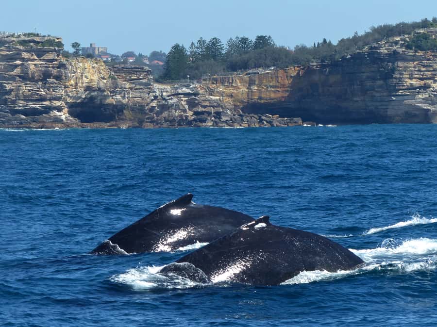 Sydney Whale Watching Cruise with Breakfast or Lunch - Is $70 good value?