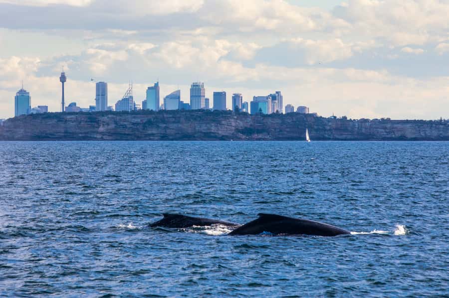 Sydney: Whale Watching & Hop On Hop Off Cruise Package - What $88 buys you