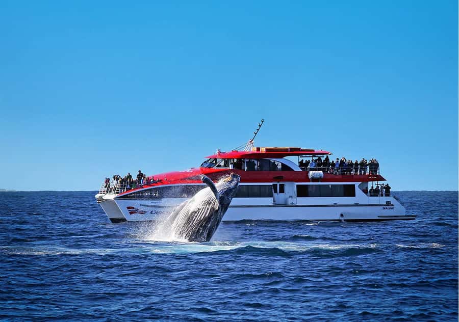 Sydney: Whale Watching & Hop On Hop Off Cruise Package - Starting at Circular Quay Wharf 6