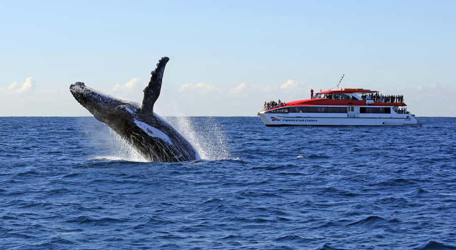 Sydney: Whale Watching & Wildlife Cruise - More than whales on the water