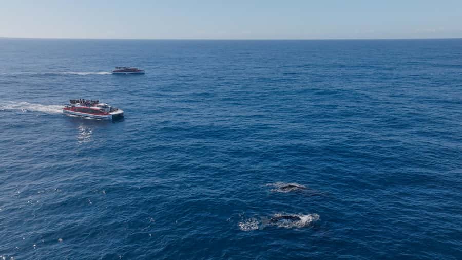 Sydney: Whale Watching & Wildlife Cruise - A boat built for changing weather