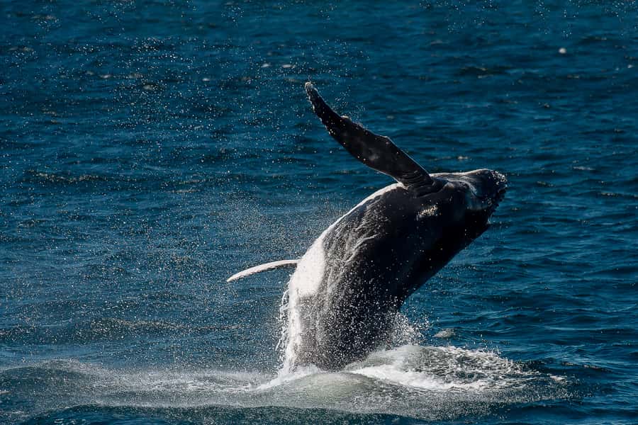 Sydney: Whale Watching & Wildlife Cruise - Best time to go