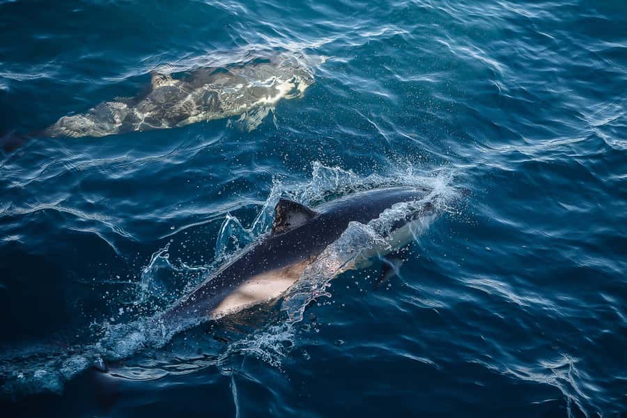 Sydney: Whale Watching & Wildlife Cruise - Who will enjoy this cruise most?